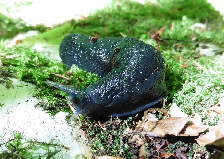 Limax cinereoniger da Baden/Svizzera